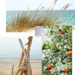 Top 10 ???? Nautica Citrus Woods Candle ???? -Default Template 4 unnamed file 31